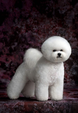 比熊犬出现体臭的原因,和清理办法,教你几招