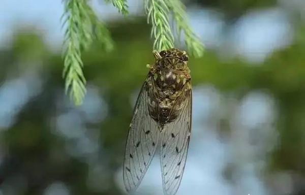 雍正时期的"粘杆处",是一个怎样的机构?有什么用途?