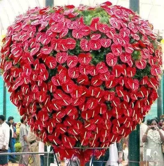 7种转运花,年底在家养一盆,开花就是好兆头!