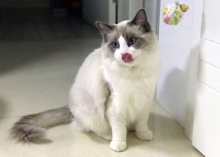 养布偶猫是一种怎样的体验?宠主:女神喵的舌头就是粉嫩