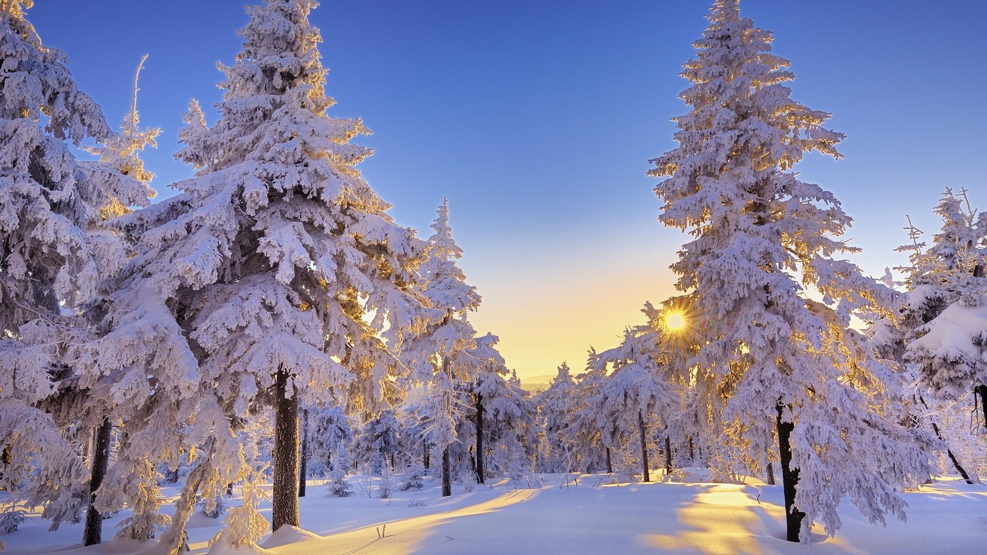 冬天沐浴在阳光之下的雪原,高清壁纸,风景电脑高清壁纸