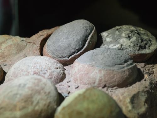 关于恐龙蛋的十几个事实 你知道几个