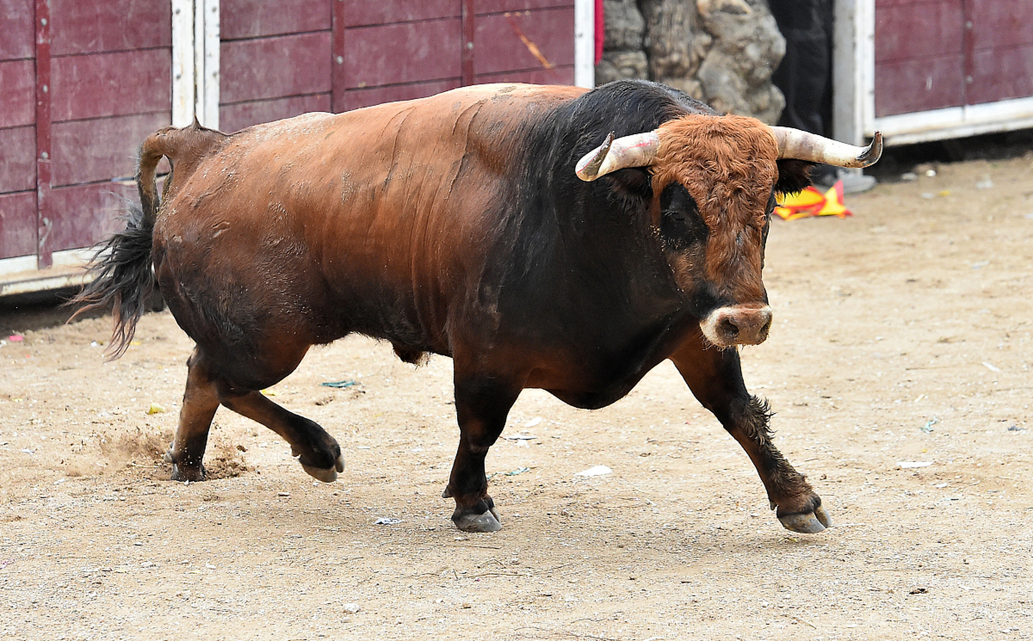 西门塔尔牛以其纯正血脉和独特遗传而闻名,其世代传承讲述了时间与