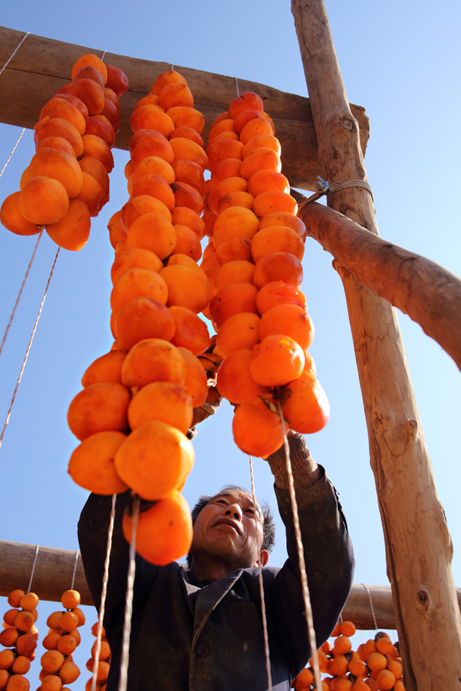 陕西农民靠种柿子做柿饼勤劳致富