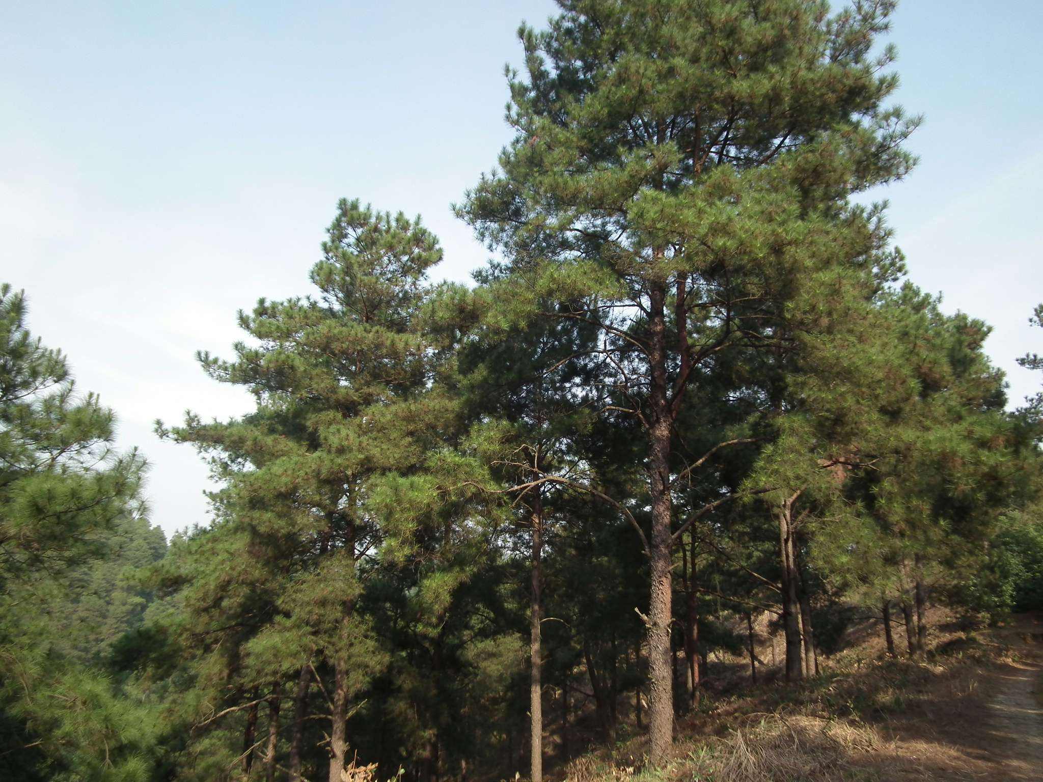 农村孩子的福利,天然的糖果,竟然是从松树上长出来的!