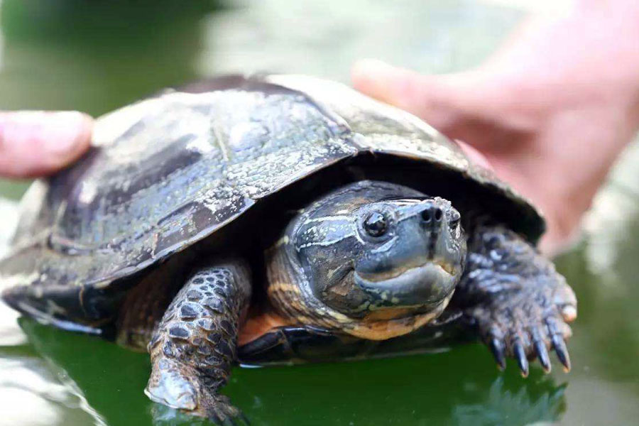 绿水养龟好处多,学会这些知识,绿水轻松养出来