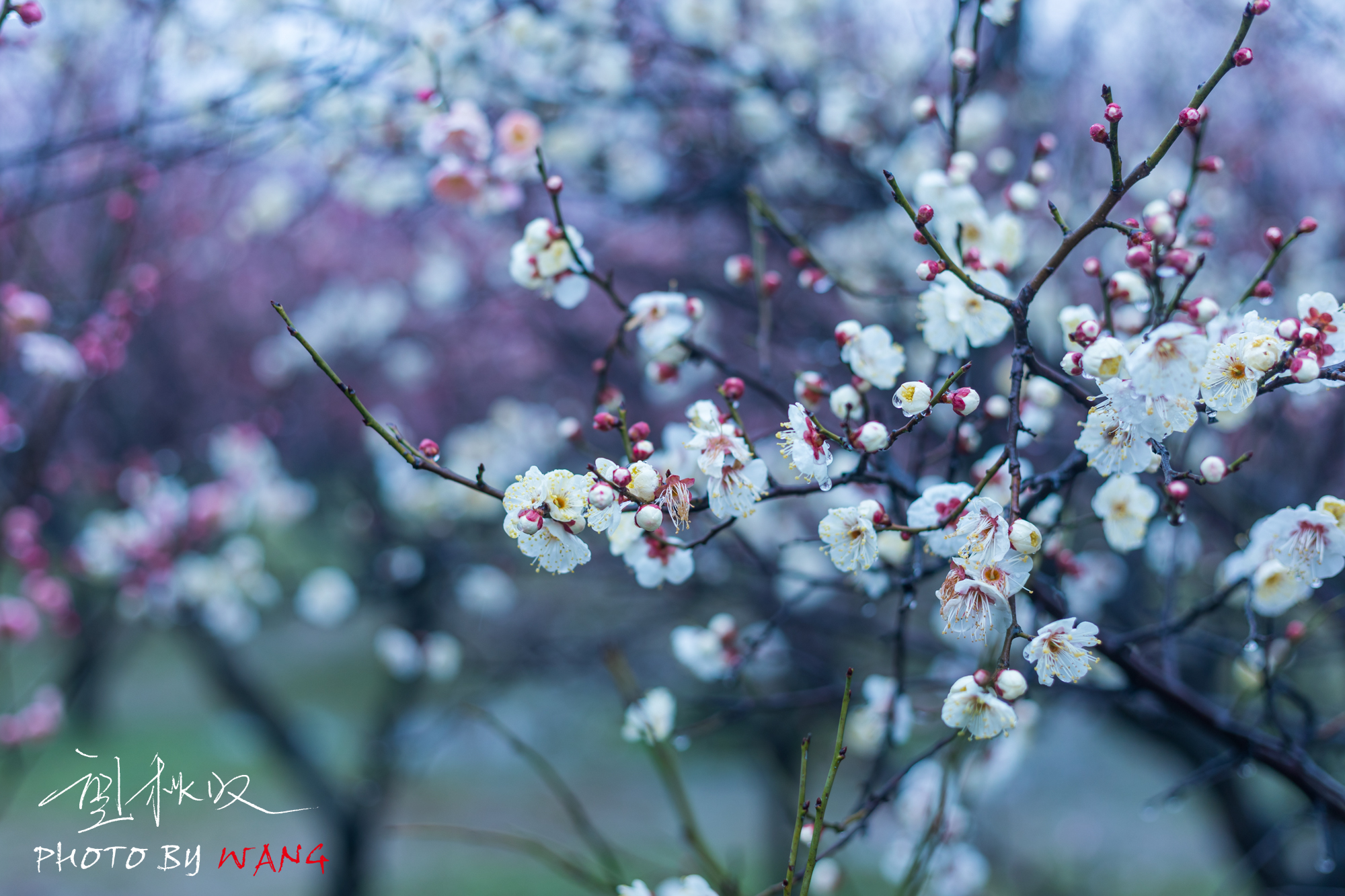 蜀冈西峰梅花图片