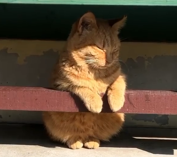 橘猫坐得端端正正晒太阳,好可爱!