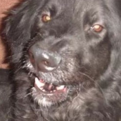 papi酱是怎么火起来的?有人知道吗?