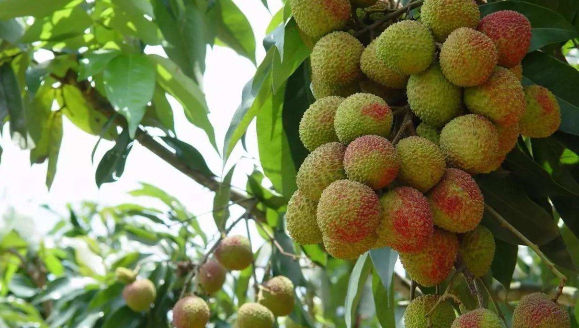 荔枝- 热门商品专区