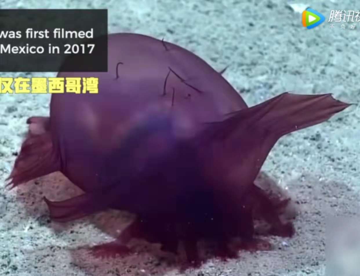 深海现"无头鸡怪"梦海鼠,像是一只被拔了毛的无头鸡