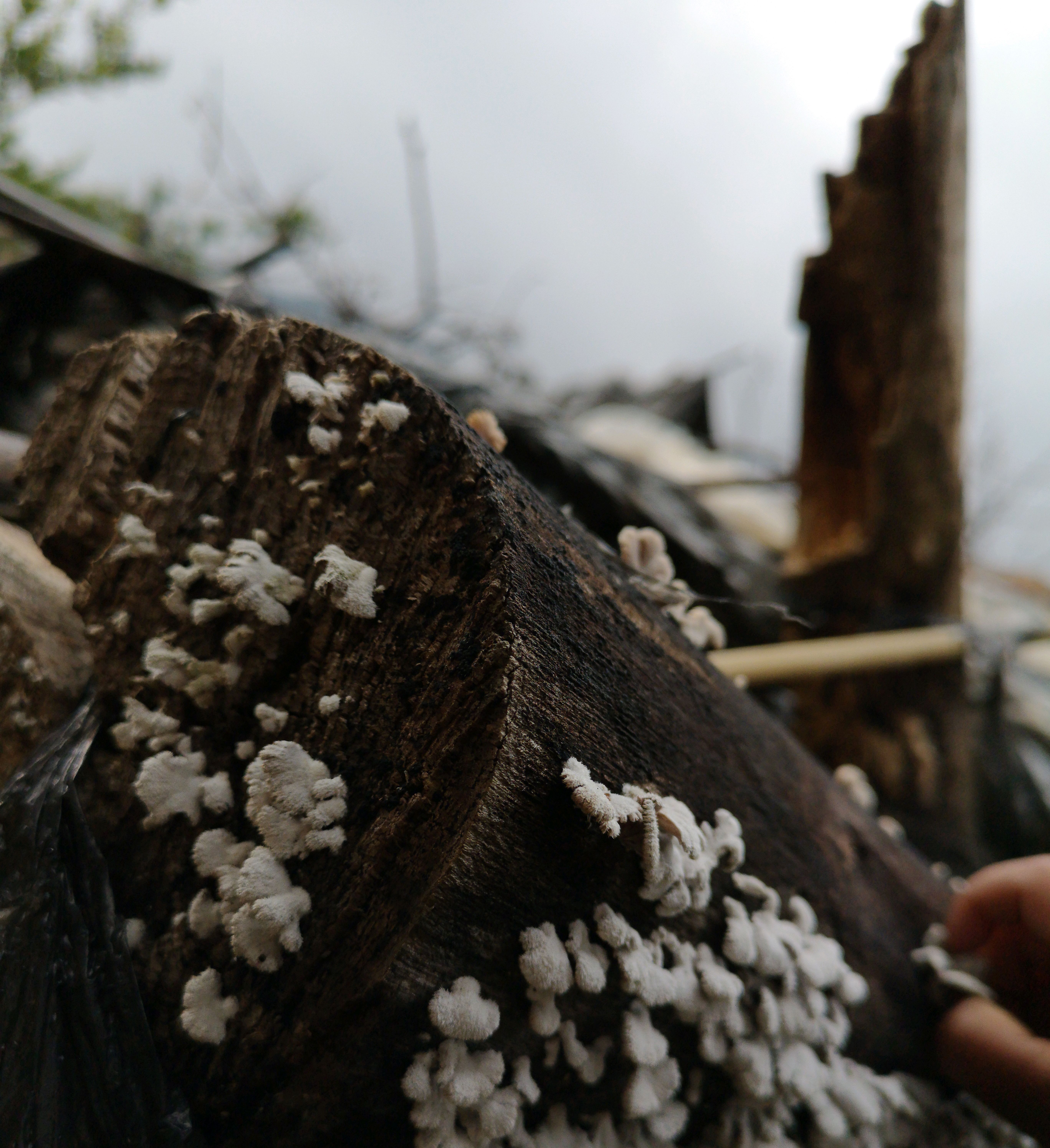 白参菌因为特有的清香味,吃时可以健胃醒脾,促进食欲.