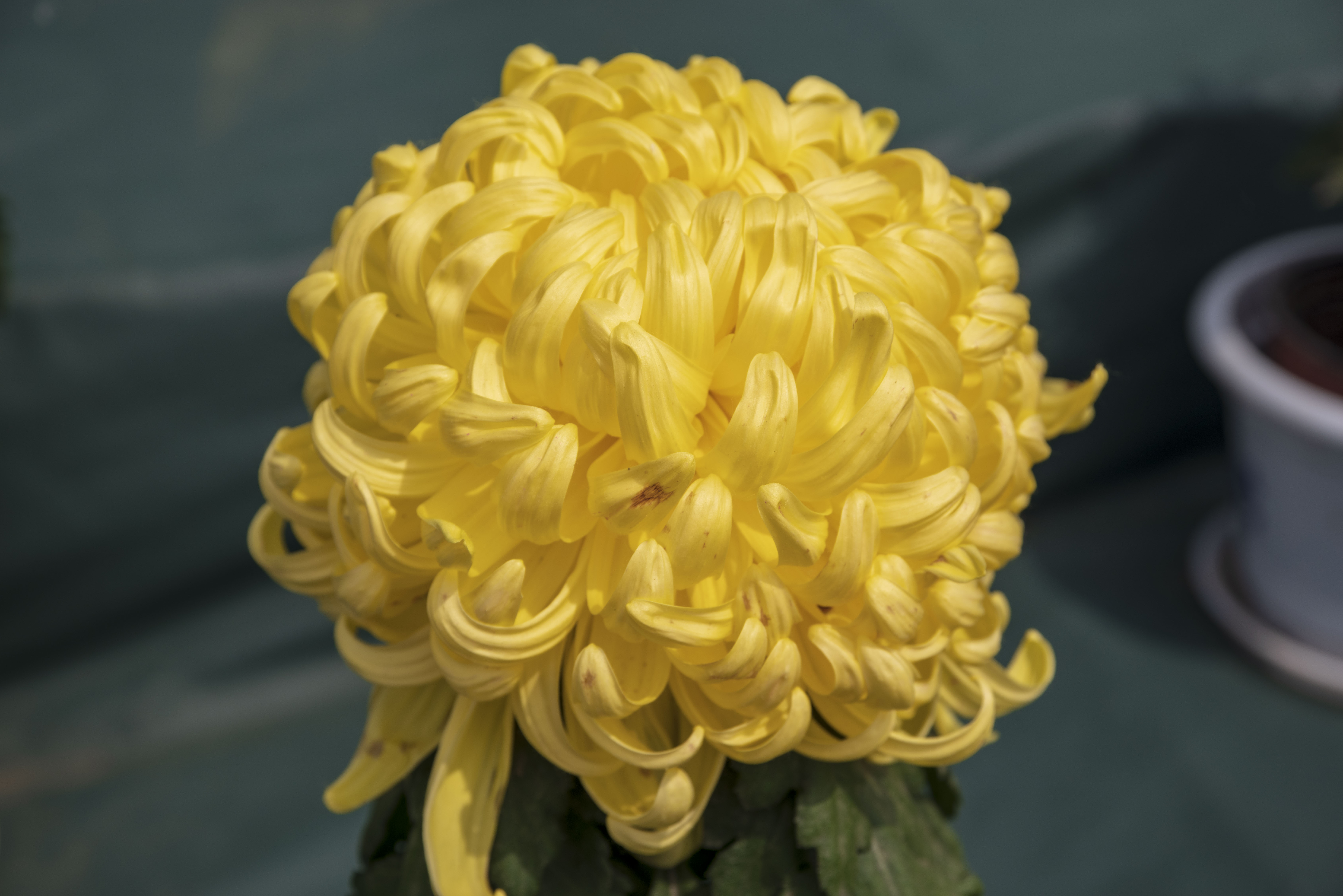 朵朵菊花,像姑娘待抛的绣球!