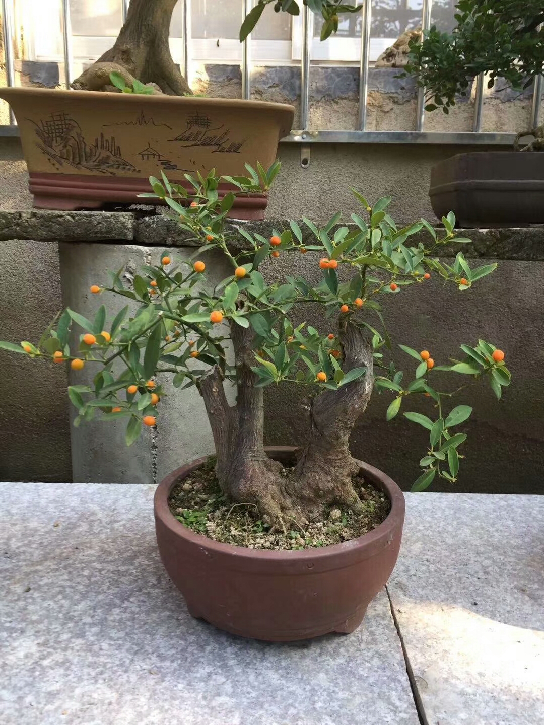 金弹子结果子的熟桩地景很喜庆,挺喜欢的!