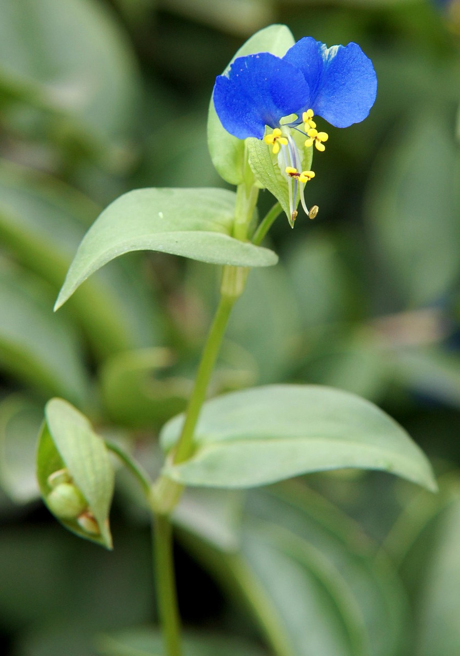 鹅不食草为菊科植物石胡荽的带花全草,一年生匍匐状柔软草本.