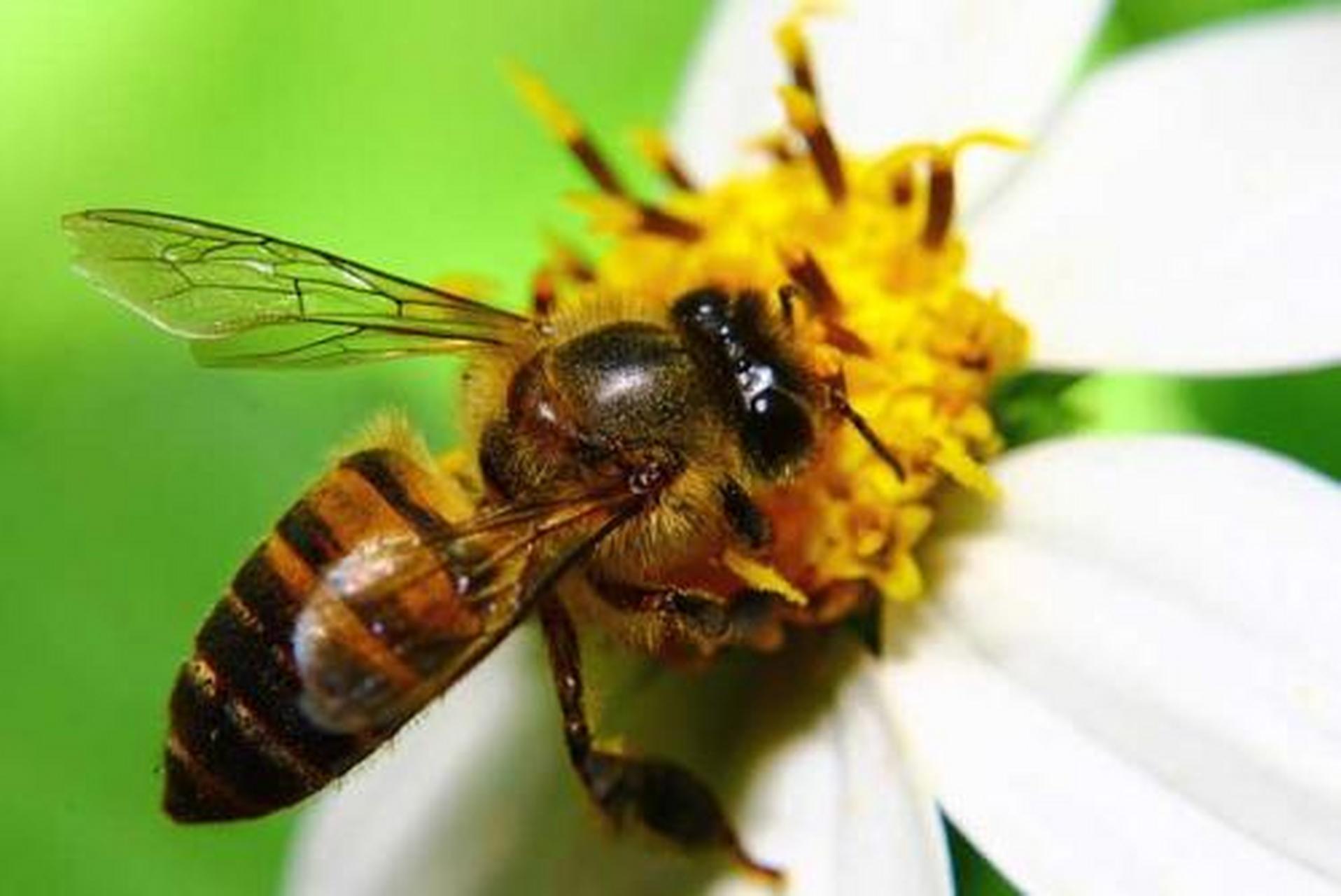 科普知识竞赛#【科普小知识】蜂先把采来的花朵甜汁吐到一个空的蜂房 