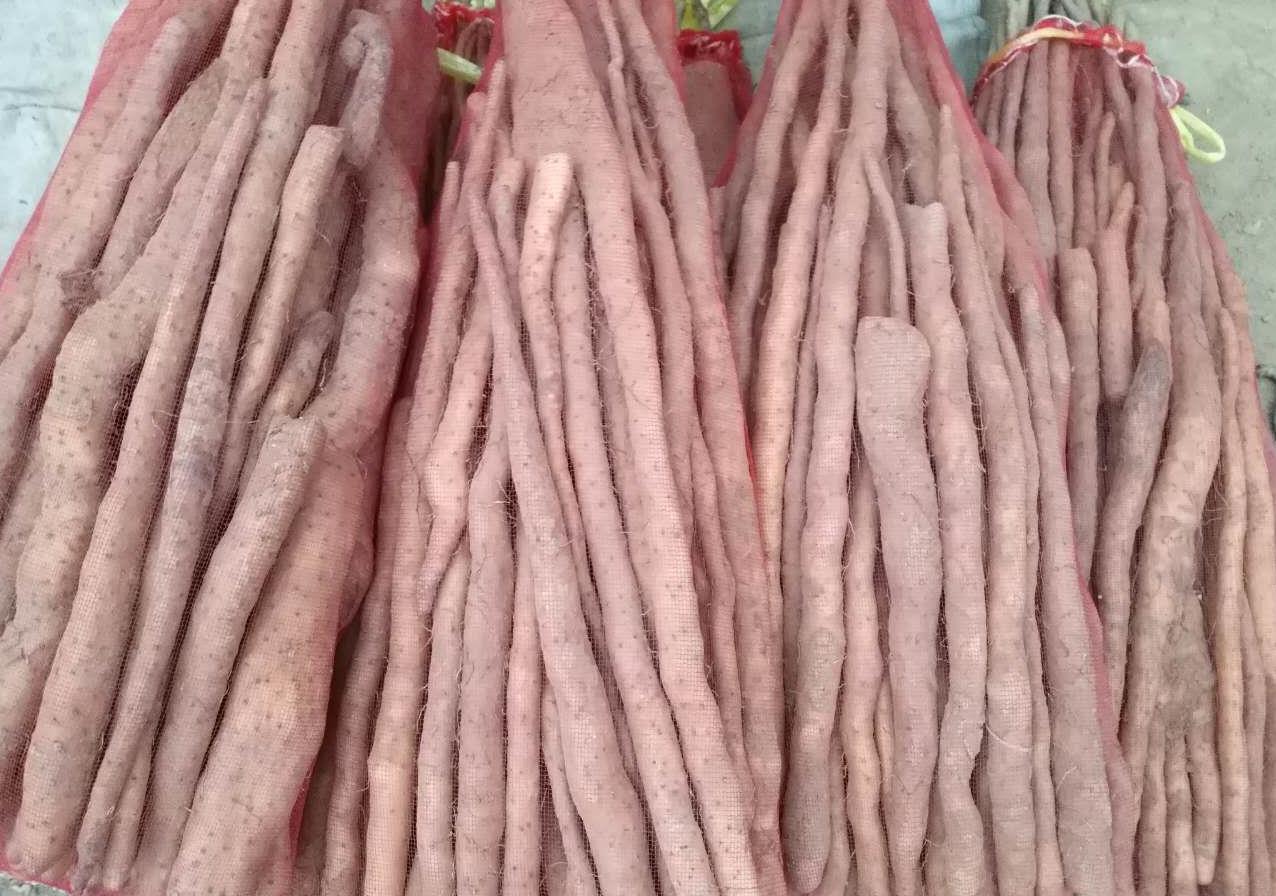 小山药有大文章,看着不起眼,一车能挣10000多