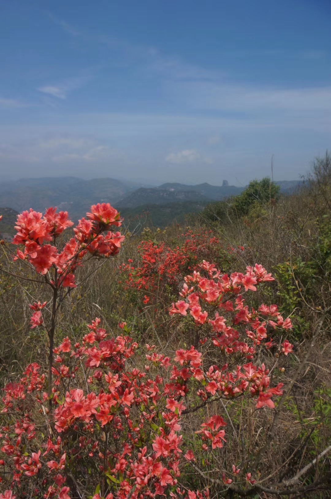 温岭上保山上杜鹃花已开,漫坡娇艳等你来! 转载自百家号作者:温州古道