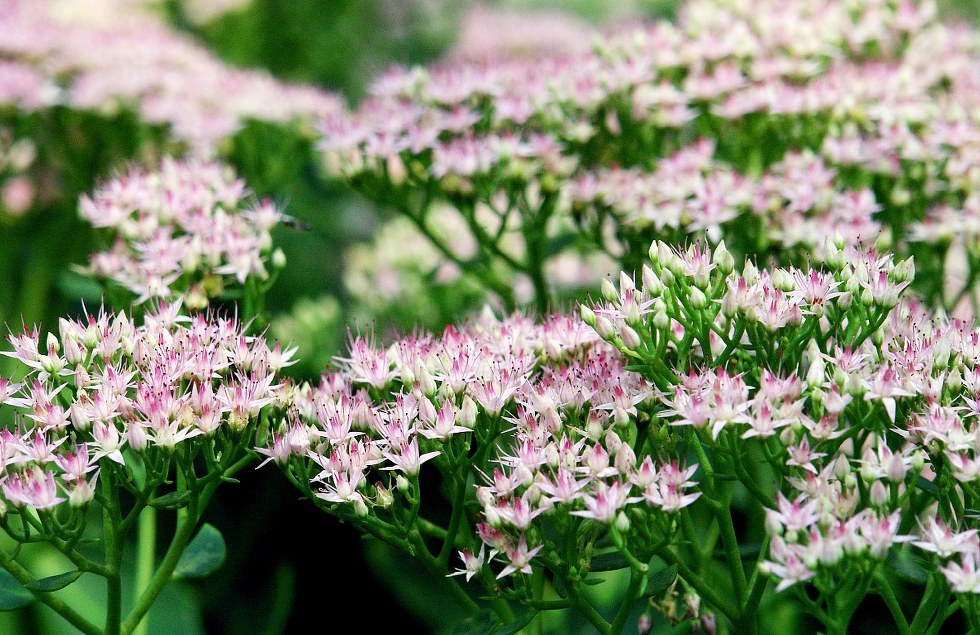 或者也可将八宝花送给朋友,亲人,同事等,代表一种美好的祝愿,祝愿对方