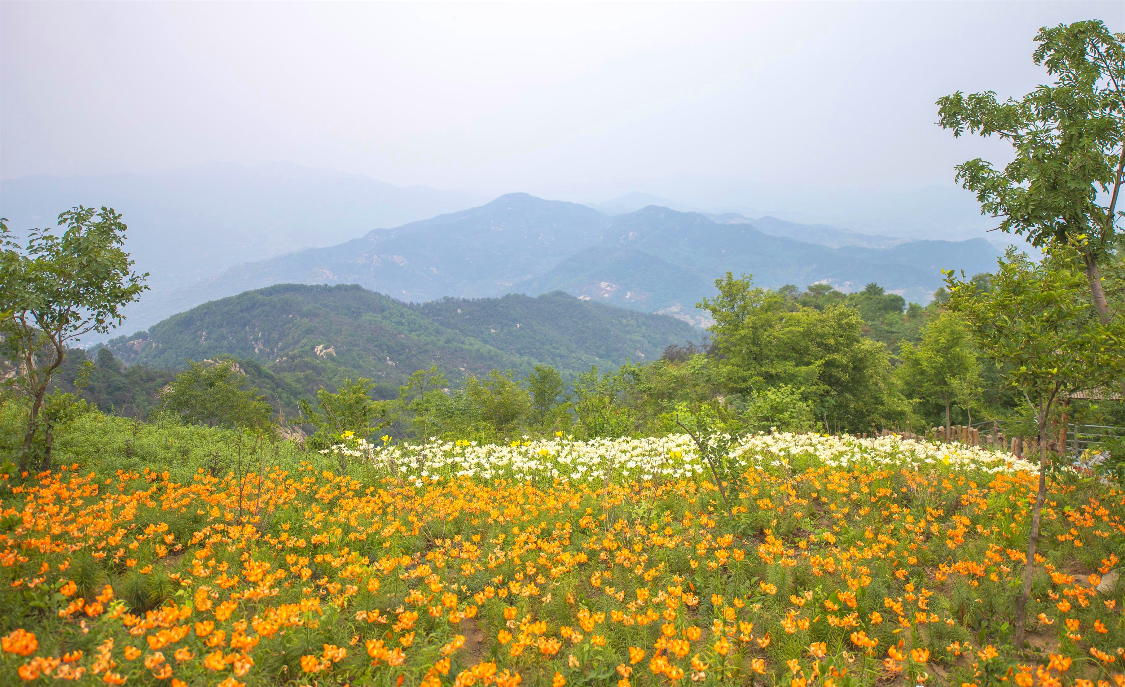 数万株百合绽放在沂蒙山之巅,云顶花海,开出了这世间的诗意芳华