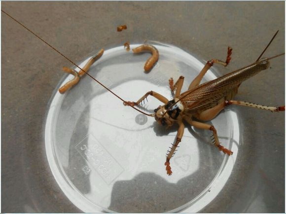 你真的了解蟋螽吗?给大家科普一下