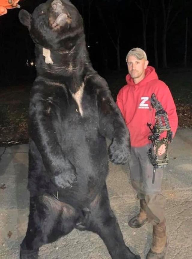 重达635斤巨型黑熊被人类用弓箭杀死,头骨超半米,身形魁梧