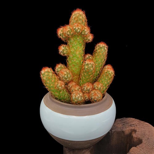 这款外形萌萌哒的仙人掌科植物叫金手指,不仅好看还好养