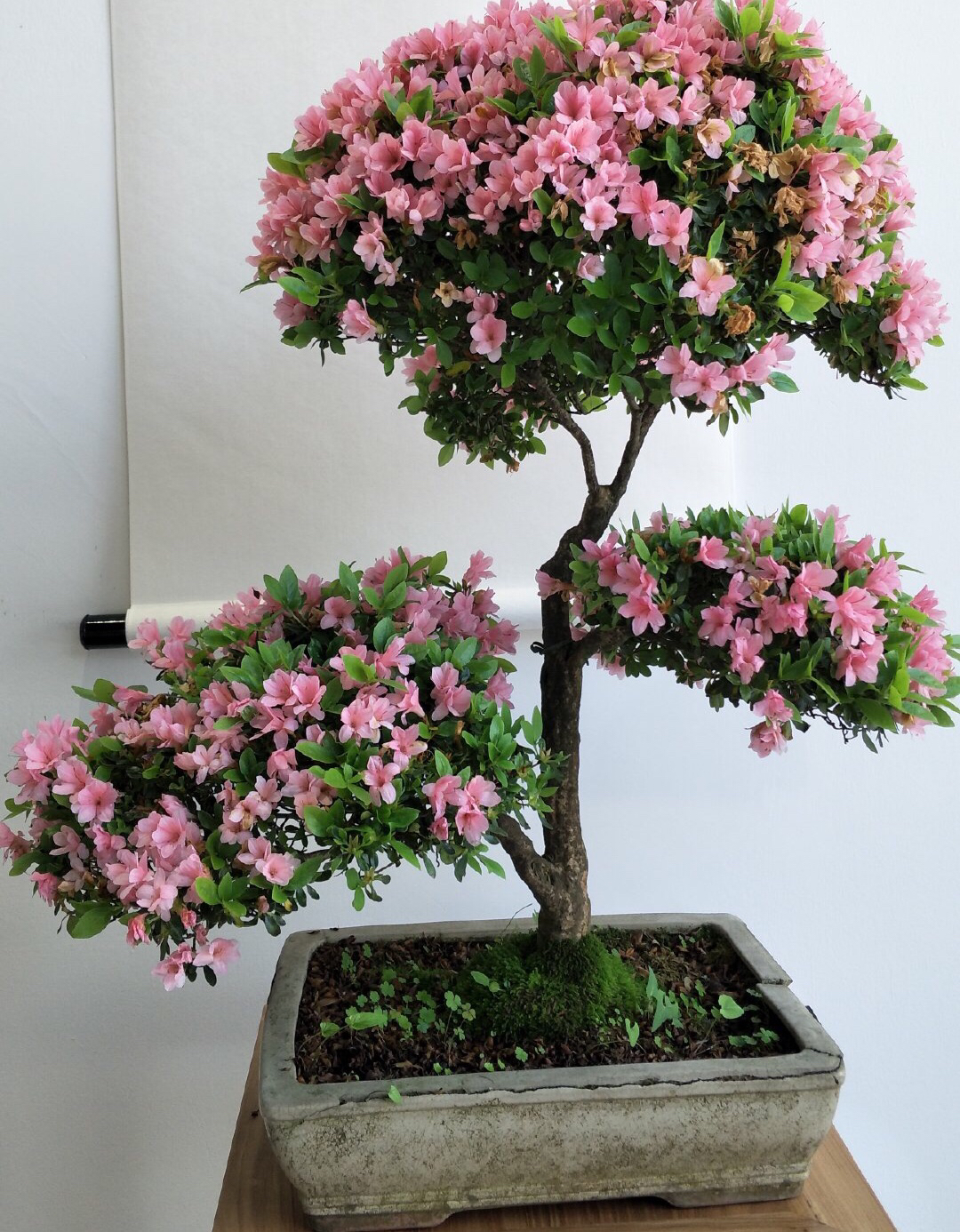 盆栽杜鹃花,有"3个"喜好,做到了,一棵绽放100朵,枝繁叶茂!