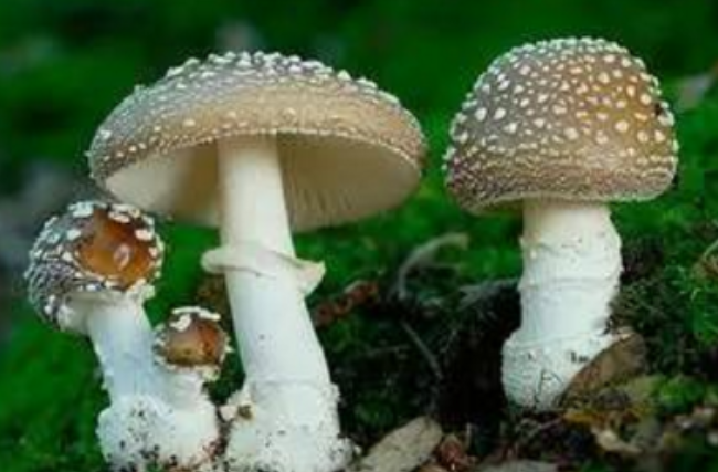中国十大剧毒蘑菇图片