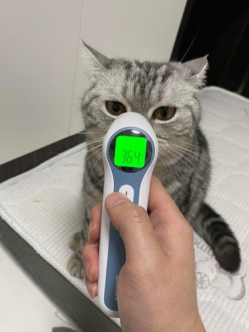 小伙测量猫咪体温,居然和主人一样