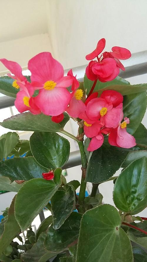 玻璃海棠怎么养开花旺盛 注意这几点玻璃海棠四季开花不断