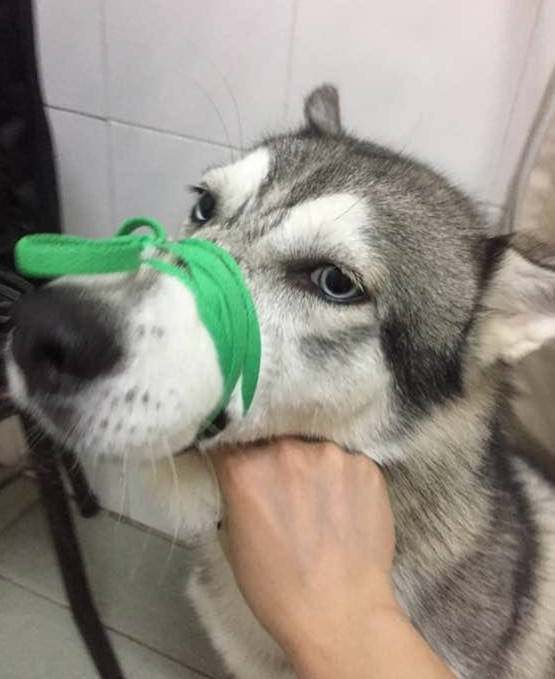 哈士奇拆家,主人把嘴给绑上了,网友:活该!