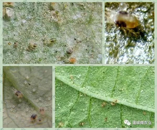 梨园二斑叶螨防治技术