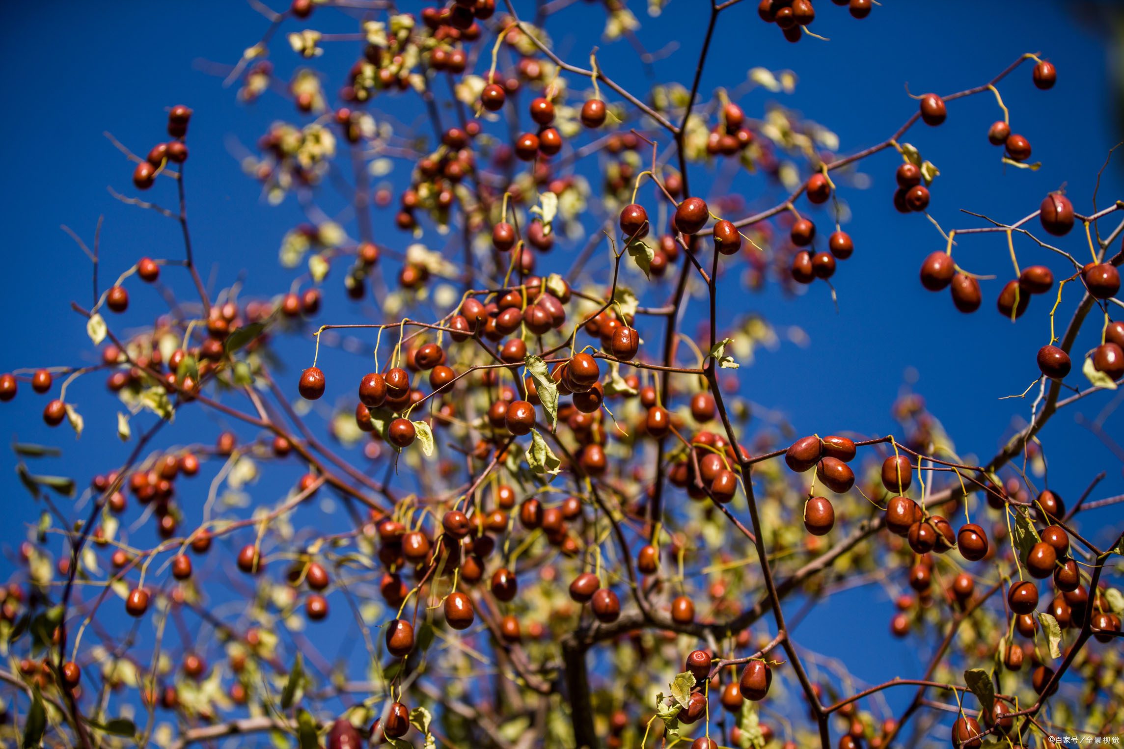 枣树(枣树上的虫子蜇人叫什么)
