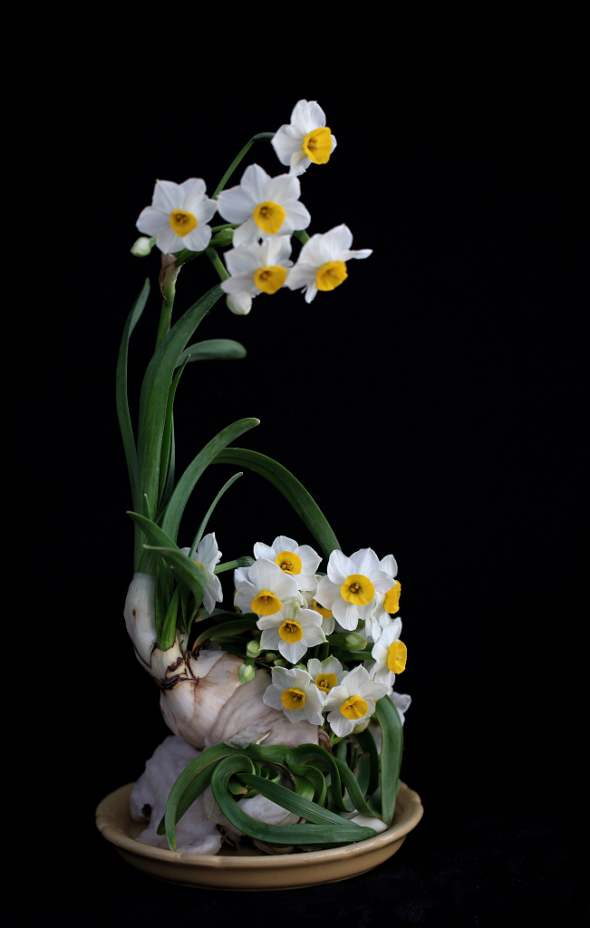 水仙花的养殖方法(水仙花的养殖方法和注意事项视频)