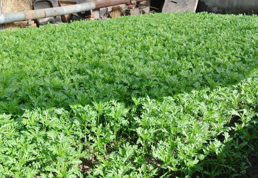 茼蒿怎样种植 2020年最新商品信息聚合专区 百度爱采购
