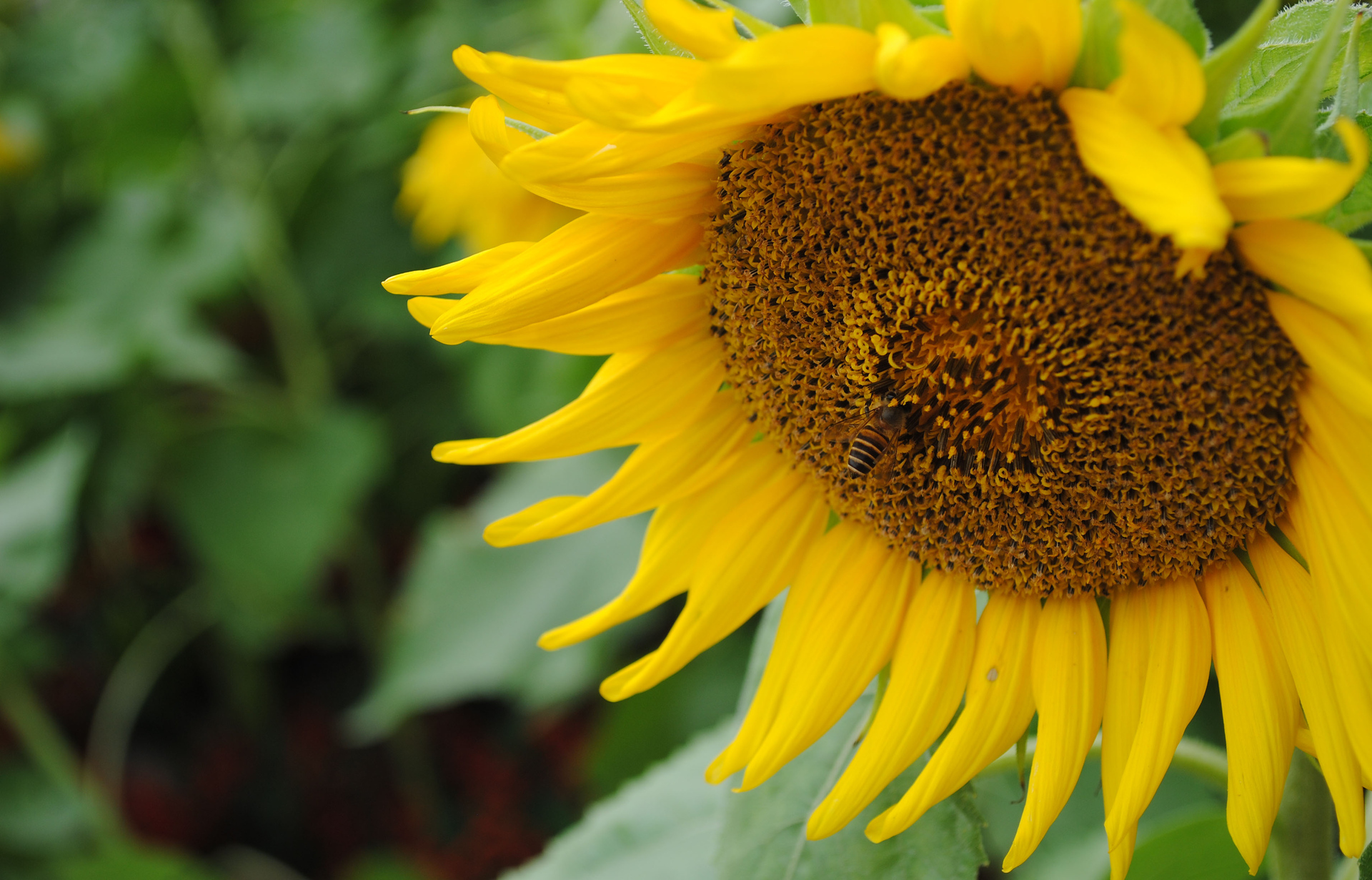 如何得到优质又高产的葵瓜子?种植向日葵时,苗的质量要保证