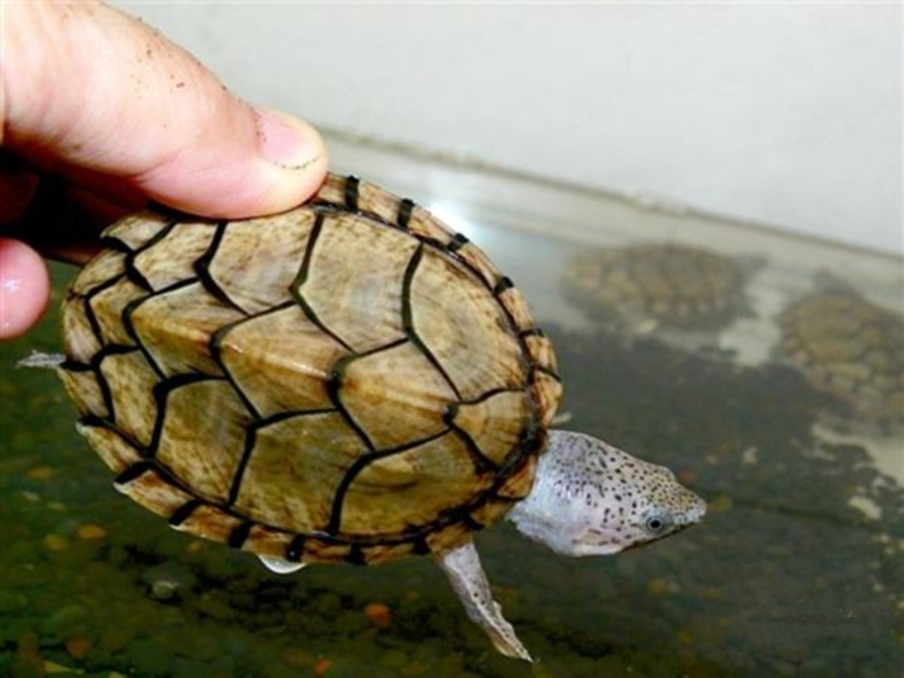 下雨前乌龟背上为什么会出汗?乌龟会出汗吗