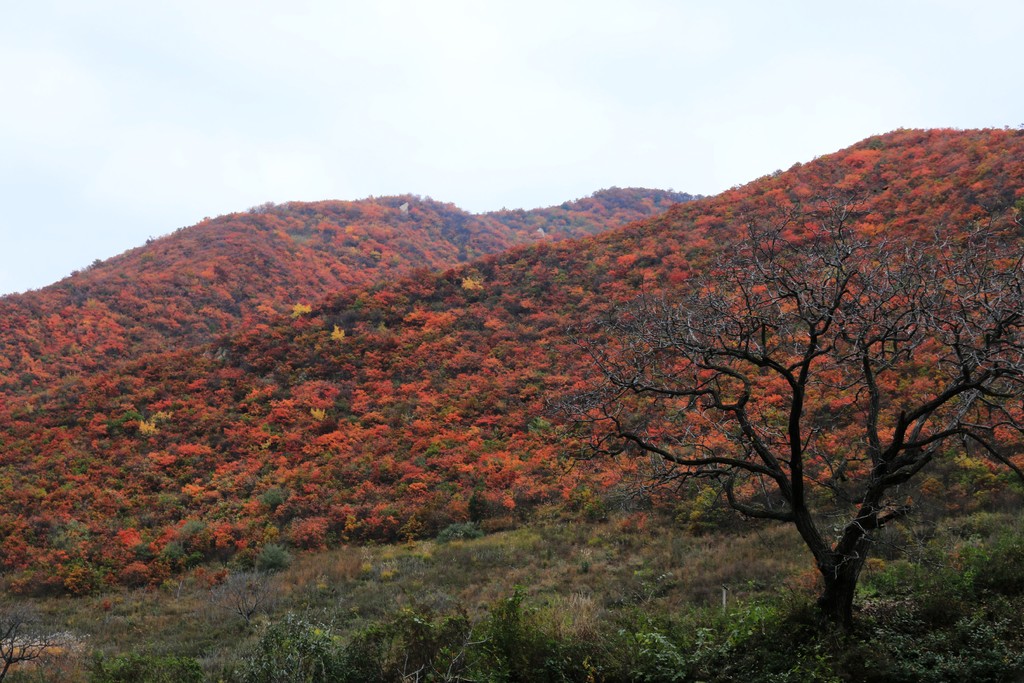 看万山红遍—秦岭东汤峪深处红叶盛景