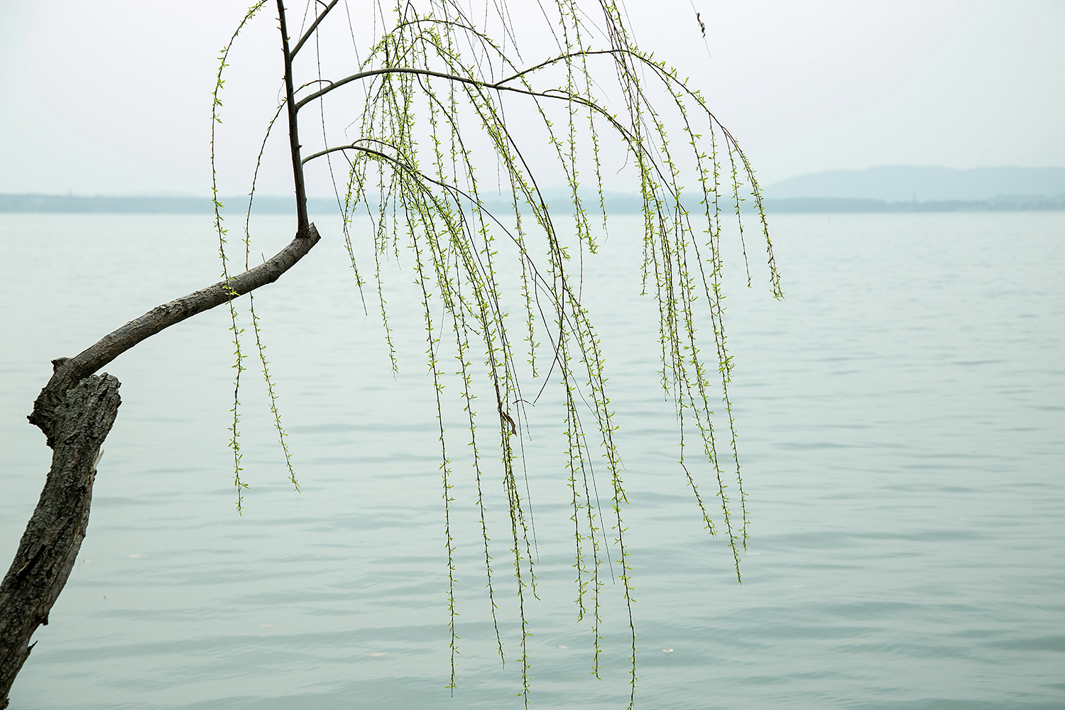 自题照 我有一只残损的手臂 纵使是肌肤枯涩,骨骼曲