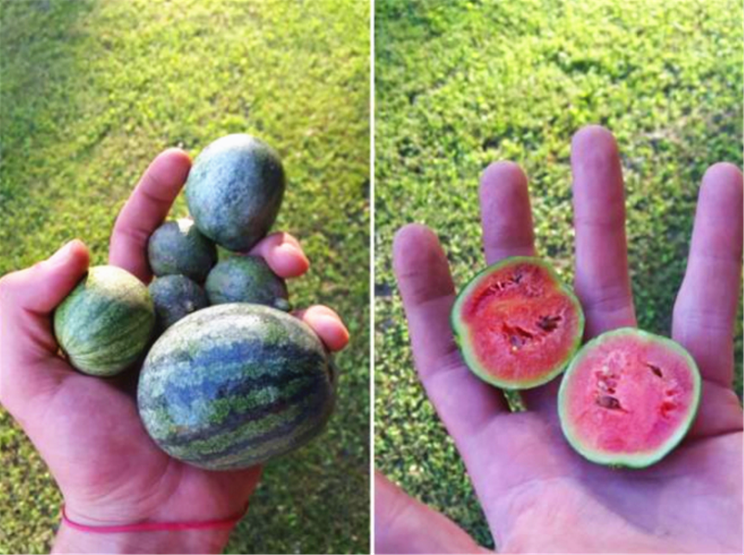 世界上最小的水果都在这里集合,你见过么?