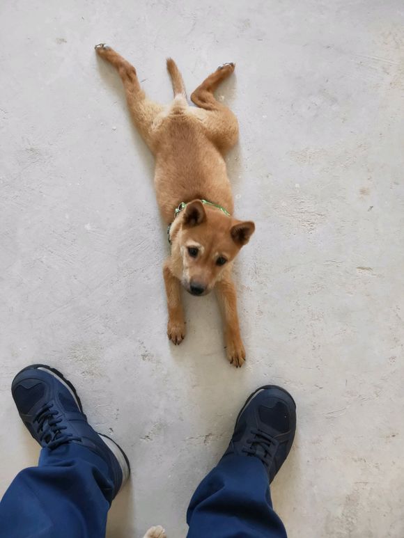 这是在农村长大的柴犬,它每天过得是这样的生活