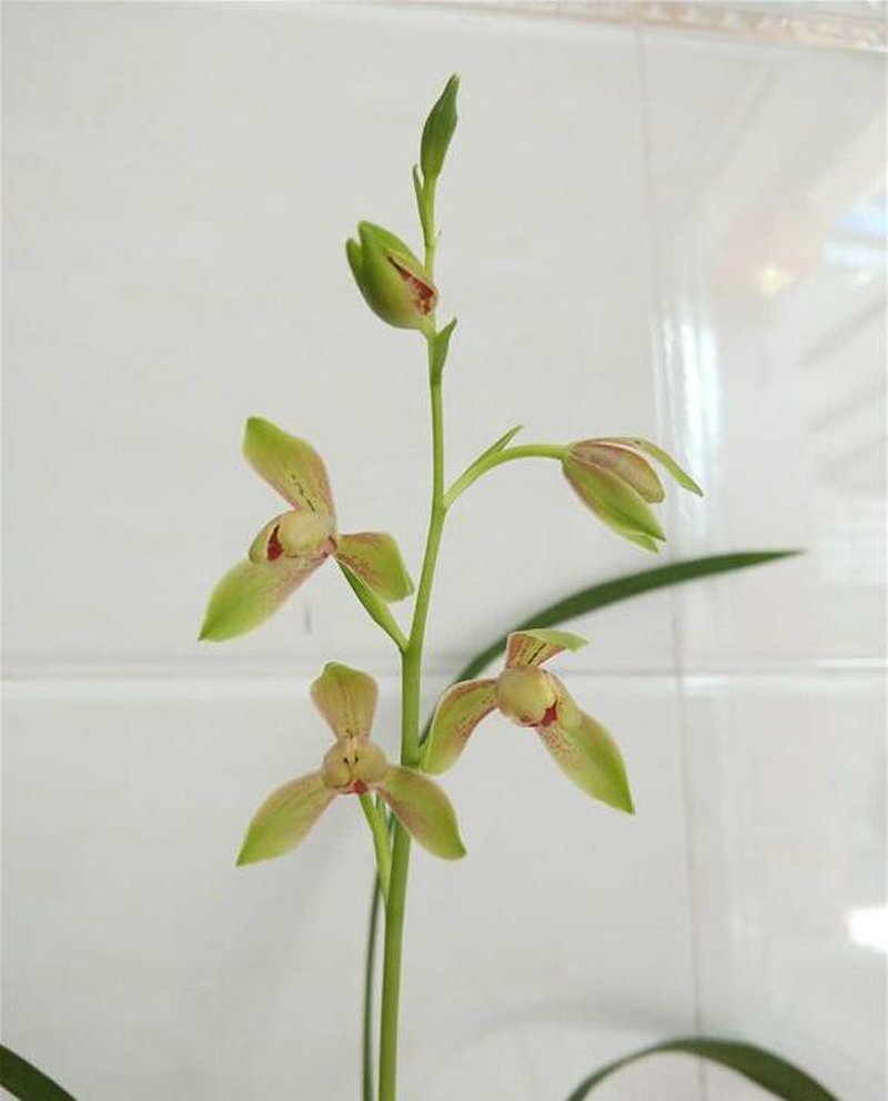 建兰峨眉水仙开品欣赏