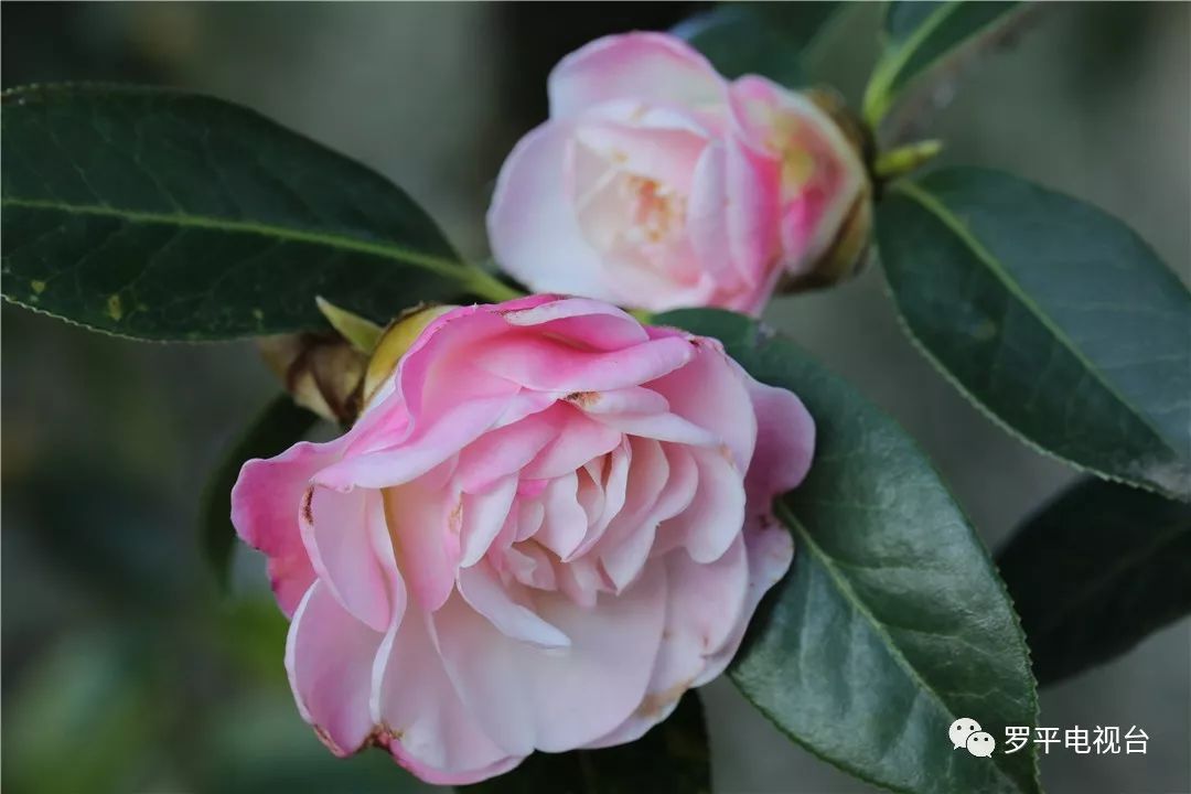 培育着力打造茶花种植基地 目前已成功培育山茶花5000多株 包括紫禁城