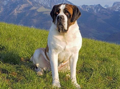 圣伯纳犬的体型特征,非常详细的介绍让你了解,快来看一下吧!
