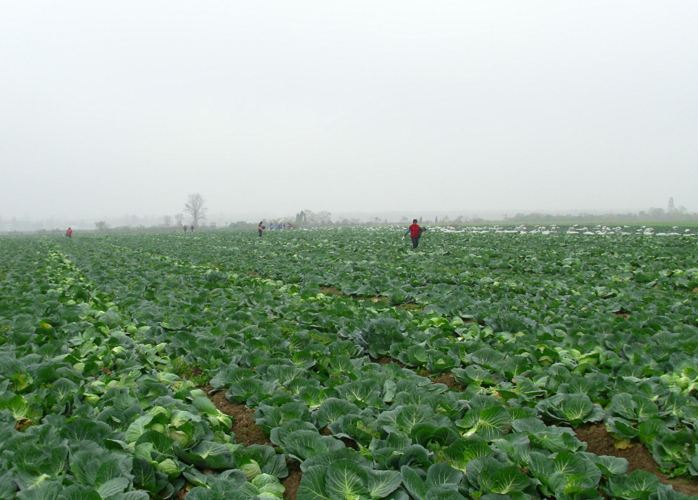 甘蓝种植有讲究,先来了解一下其生育周期和生长环境吧