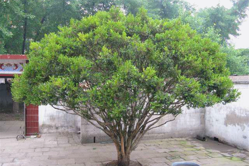 大叔于山野发现"百年黄杨",默默一抱无言分手,爱"它"就护它