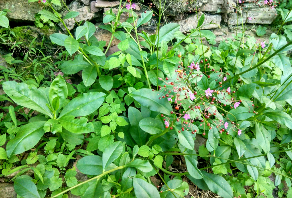 农村一种植物,人称"土人参,是一种民间美味,春节可以尝一尝