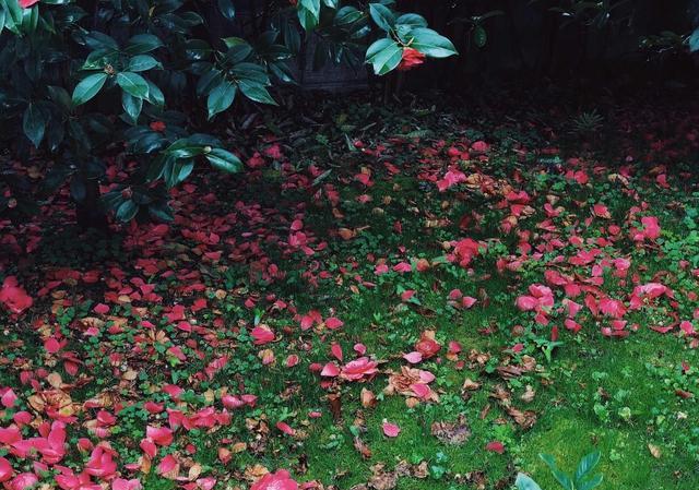 描写秋日天寒风凉,小园落花满地情景的上联:落花满院西风紧