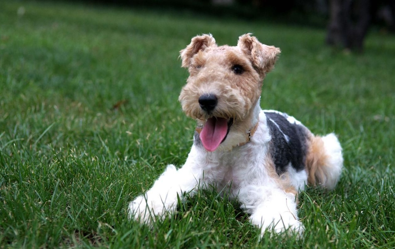 呆萌的刚毛猎狐梗,为什么会越来越受欢迎呢?